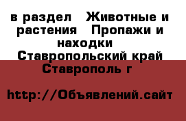  в раздел : Животные и растения » Пропажи и находки . Ставропольский край,Ставрополь г.